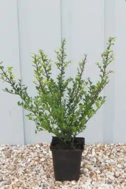 Holly Japanese Green Hedge Potted Hedging 20-30cm 96-0in
