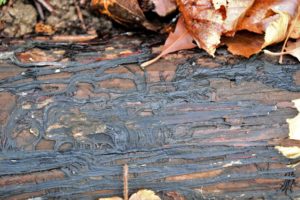 Leylandii hedging and honey fungus