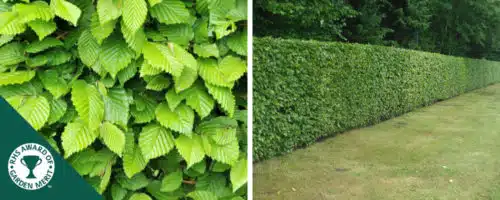 hornbeam hedging