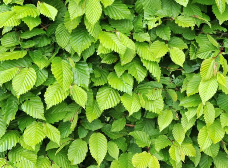 Summer foliage on a Hornbeam hedge plant Carpinus betulus