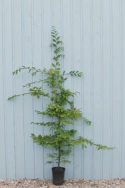 Hornbeam Potted Hedging 175-200cm 72-78in