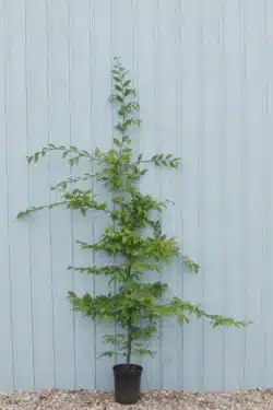 Hornbeam Potted Hedging 175-200cm 72-78in