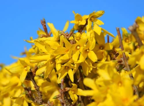Close up of flowers on Forsythia spectabilis hedge plant