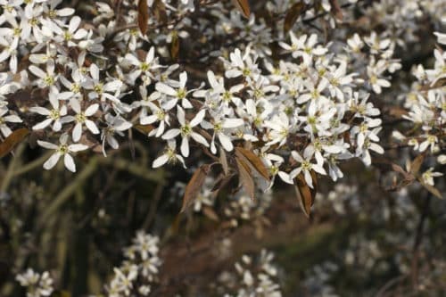Amelanchier lamarckii trees and hedging flowers close up