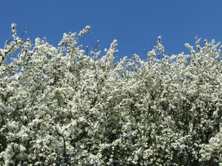Large Blackthorn hedge in flower in spring Prunus spinosa hedging plants