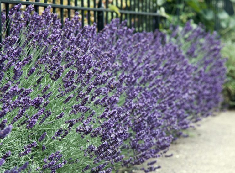 Lavender Hedging Buy Lavender Hedge Plants Hopes Grove Nurseries
