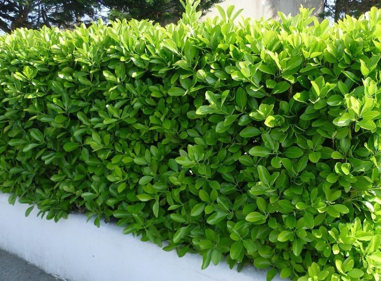 Small hedge of Euonymus jaonicus
