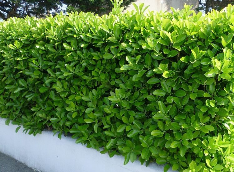 Buy Euonymus Japonicus Hedging Japanese Spindle Evergreen Spindle Buy Euonymus Japonicus Hedging Japanese Spindle Evergreen Spindle