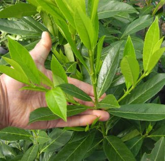 Caucasica Laurel Foliage Prunus laurocerasus Caucasica