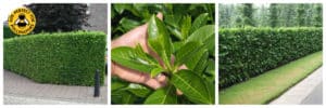 Common Laurel or Cherry Laurel Rootball hedging plants