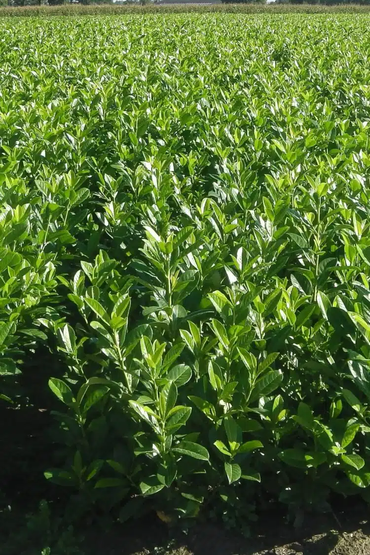 Laurel Common Potted Hedging 30-40cm 144-0in
