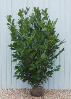Laurel Common Rootball Hedging 150-175cm 60-72in