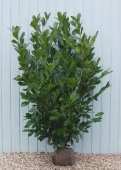 Laurel Common Rootball Hedging 150-175cm 60-72in