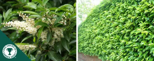 laurel portugal hedging