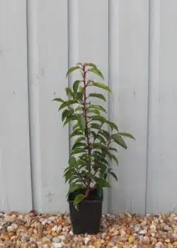 Laurel Portugal Potted Hedging 30-40cm 144-0in
