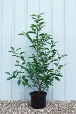 Laurel Portugal Potted Hedging 60-80cm 24-36in