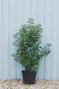 Laurel Portugal Potted Hedging 90-120cm 36-48in