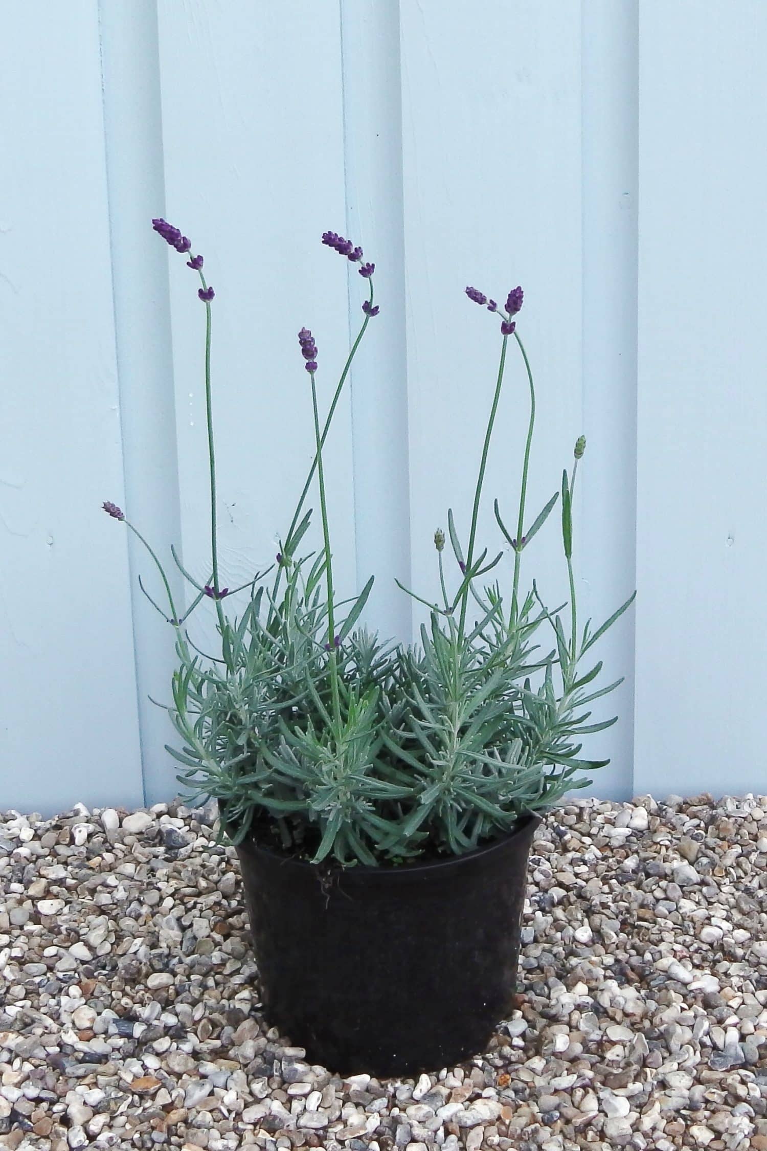 Buy Lavender Munstead Hedge Plants Lavender Munstead Hedging Hopes
