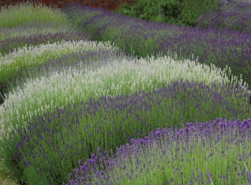 English Lavender varieties grown as hedging in various colours Lavandula angustifolia