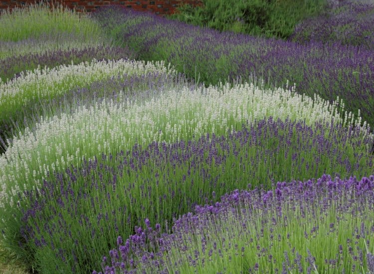 Lavender Hedging Buy Lavender Hedge Plants Hopes Grove Nurseries
