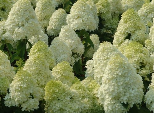 A profusion of flowers on a Hydrangea paniculata Limelight hedge
