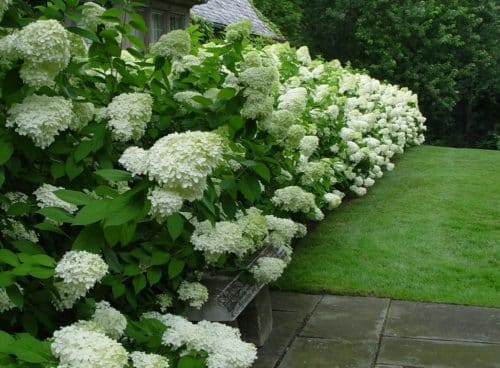 Established hedge of Hydrangea paniculata Limelight in flower