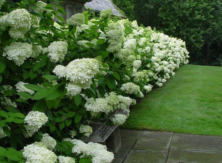 Buy Hydrangea Paniculata Limelight Hedging Hopes Grove Nurseries