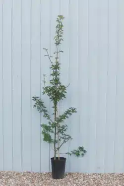 Maple Field Potted Hedging 120-150cm 48-60in