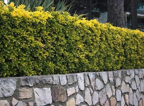 Evergreen hedge of Euonymus japonicus Marieke
