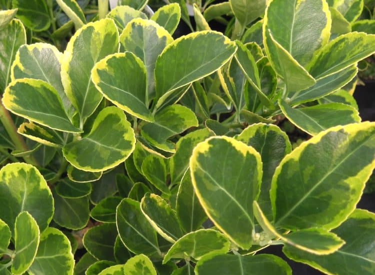 Close up showing foliage on a Euonymus japonicus Marieke hedge plant