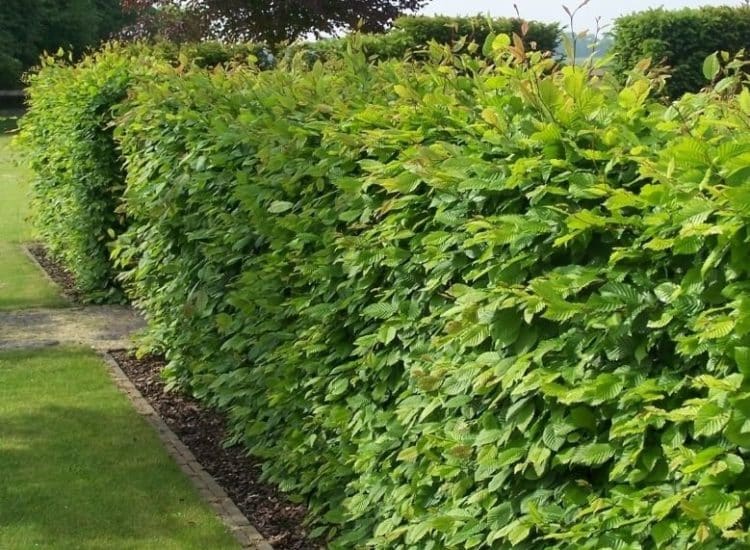Buy Hornbeam Hedging Carpinus Betulus European Hornbeam Hedge