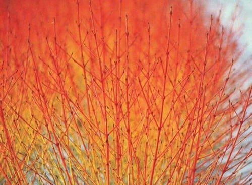 Close up of vivid stem colour Cornus sanguinea Midwinter Fire
