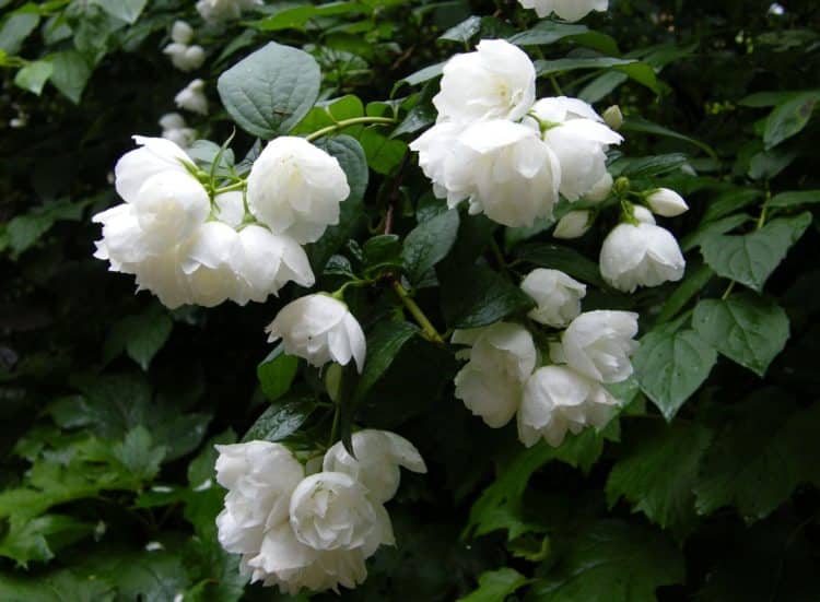 Mock Orange hedging plant in flower Philadelphus Virginal