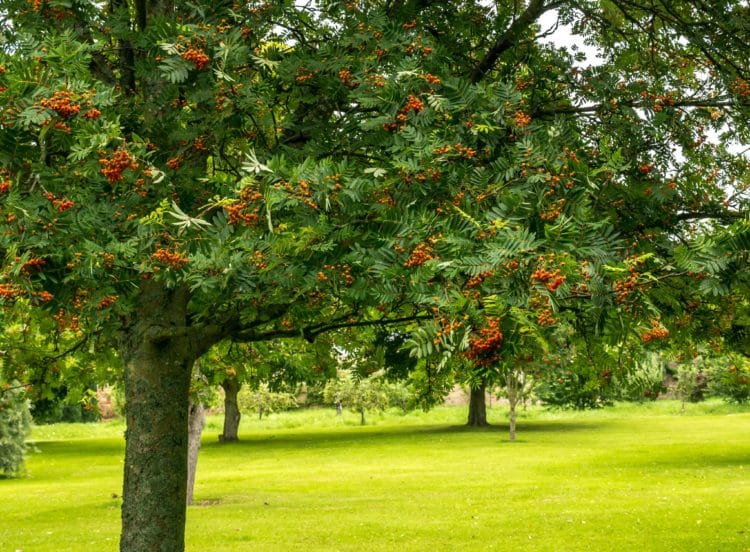 Buy Mountain Ash Trees & Hedges Sorbus Aucuparia or Rowan Hedge