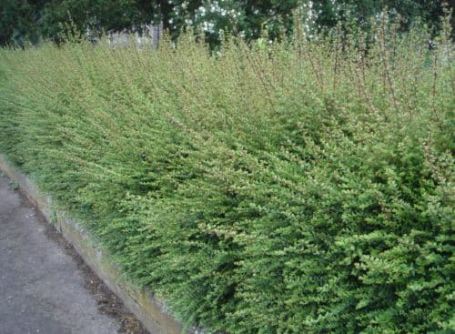 Lonicera nitida grown as a boundary hedge