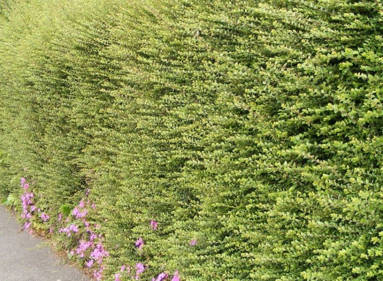 Established Lonicera nitida hedge
