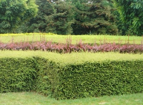 Lonicera nitida grown as a low ornamental hedge