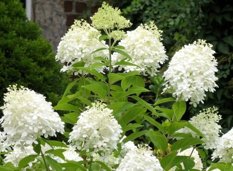 Buy Hydrangea Paniculata Grandiflora Hedging Plants by Hopes Grove