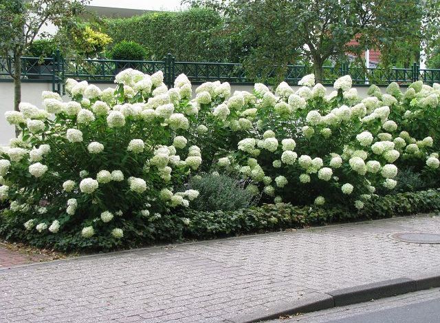 Orna Hortensie grandiflora 40-60cm Hydrangea paniculata 