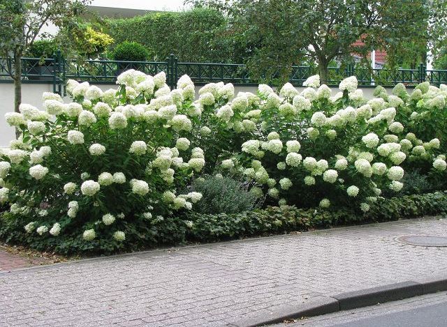 Buy Hydrangea Paniculata Grandiflora Hedging Plants By Hopes Grove 