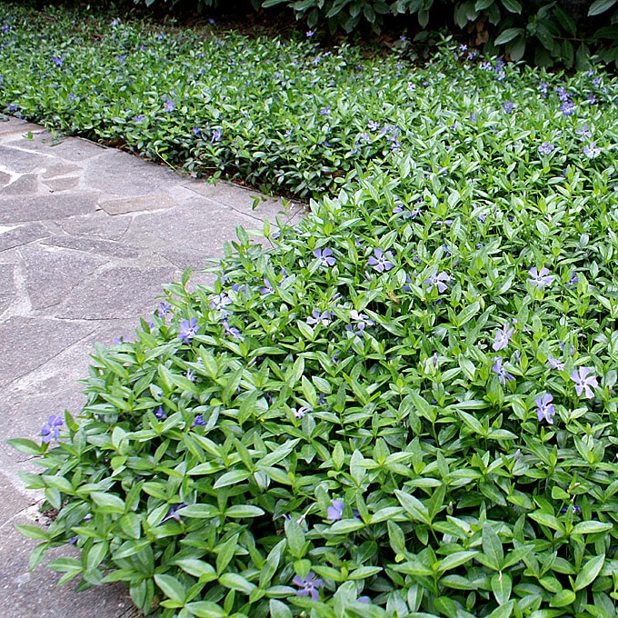 Buy Periwinkle Ground Cover Vincas Ground Cover by Hopes Grove Nurseries
