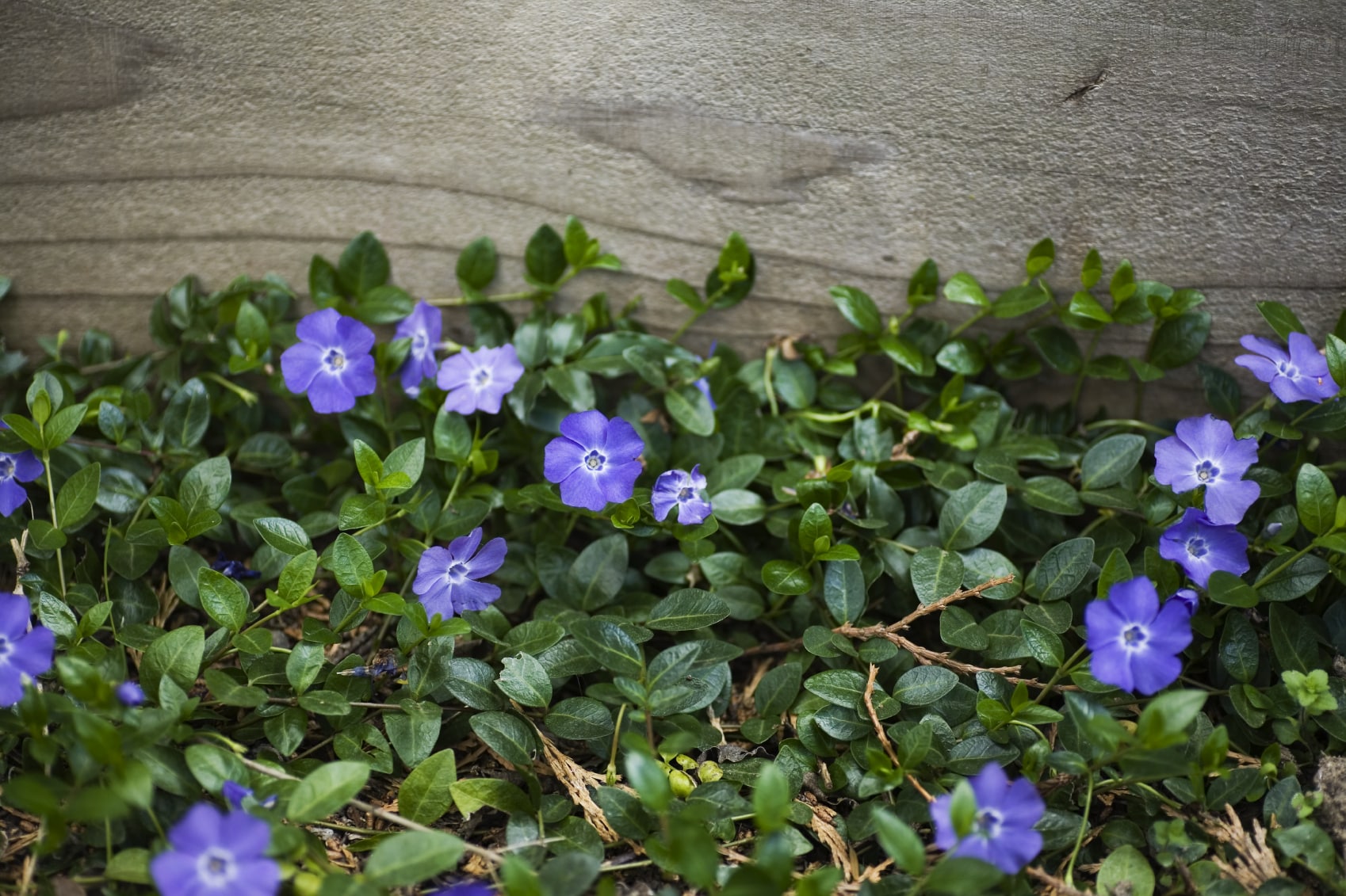 Buy Vinca Minor Bowles Variety Dwarf Periwinkle (Vinca Minor) Hedging Buy Vinca Minor Bowles Variety Dwarf Periwinkle (Vinca Minor) Hedging