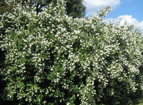 Download Buy Mock Orange Plants - Philadelphus Virginal Hedging ...