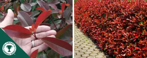 photinia red robin hedging