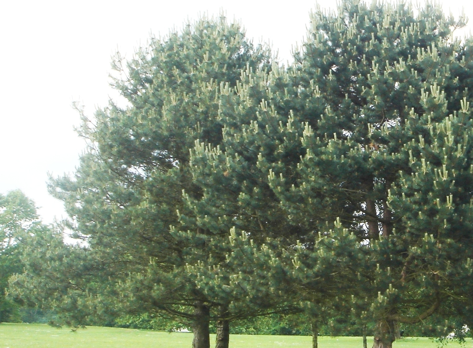 Buy Scots Pine Trees Pinus Sylvestris Hedging Pine Hedge Plants