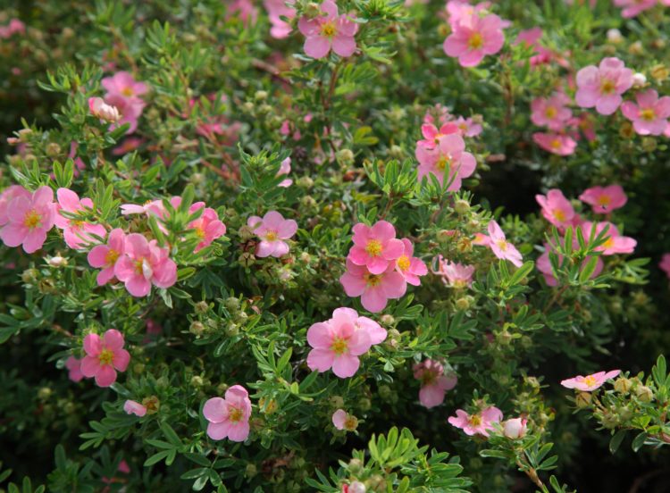 Potentilla Pink Flowers Hedging Plants (Pink Queen)