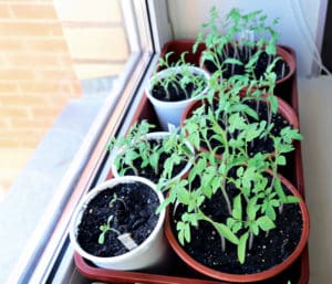 Tomato plant seedlings in pots on a windowsill