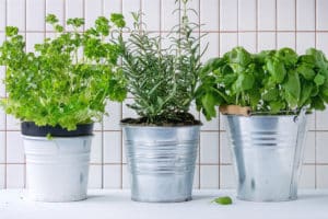 fresh herb plants in silver metal pots on a kitchen table with a white tiled background