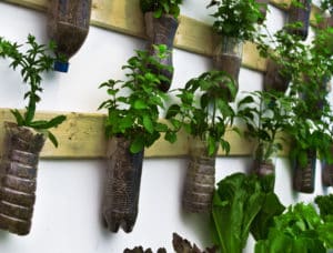 green plants hanging on a wall display 