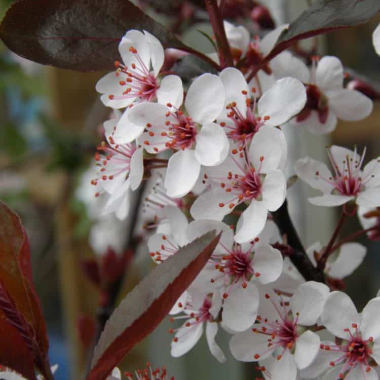 Prunus x cistena flower detail on a hedge plant